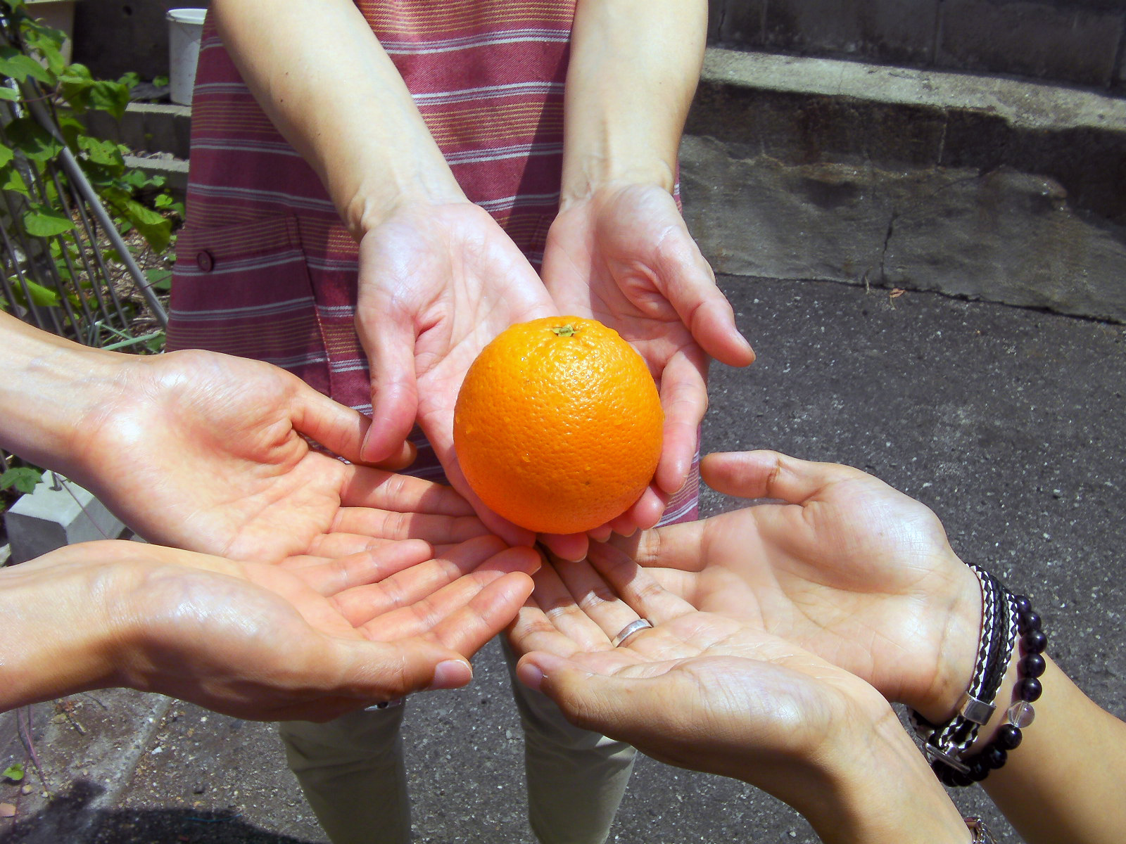 オレンジの写真