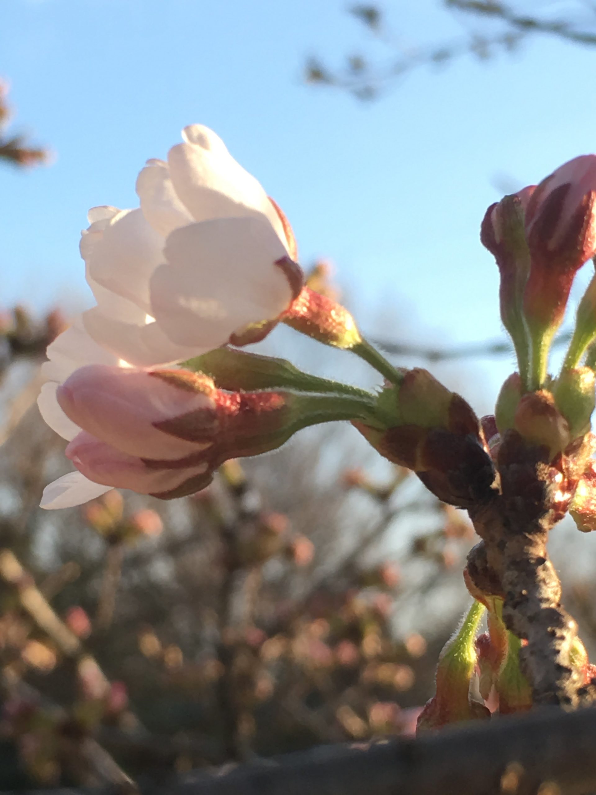桜の開花