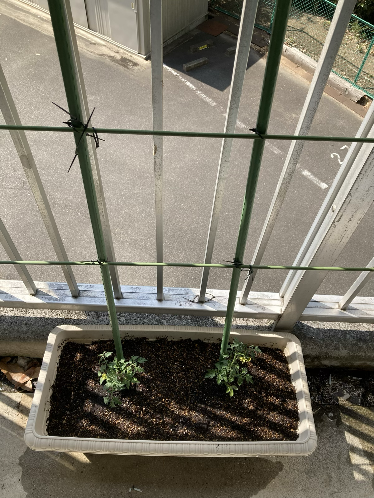 プチトマトの苗を植えたところ