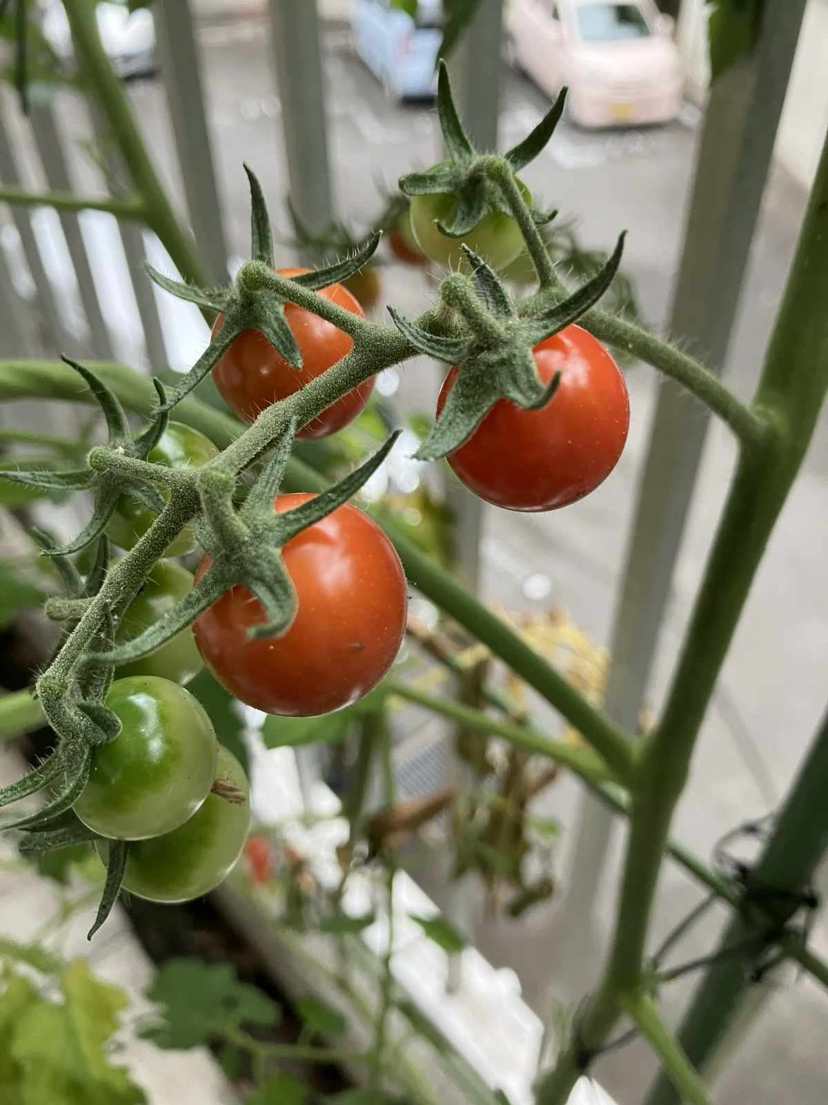 すずなりプチトマト