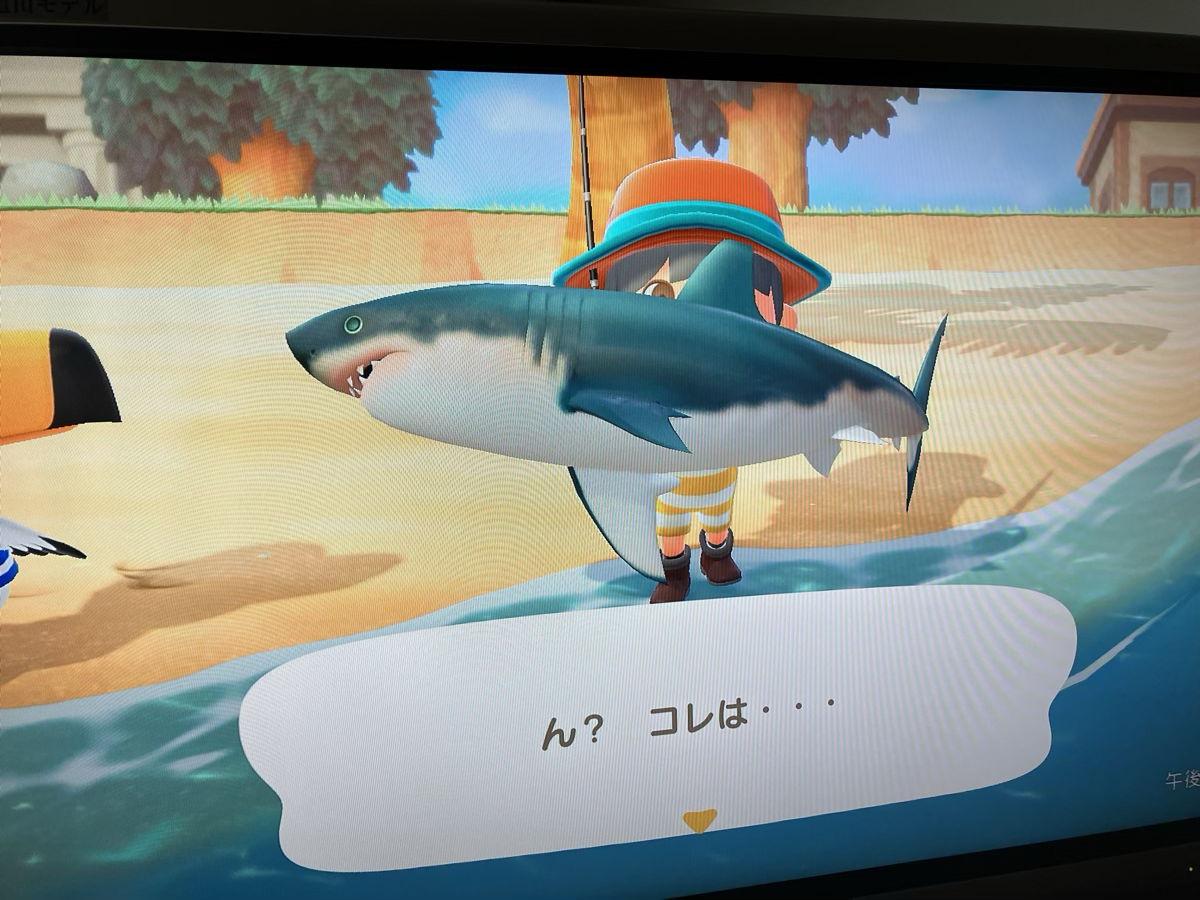 サメが釣れました