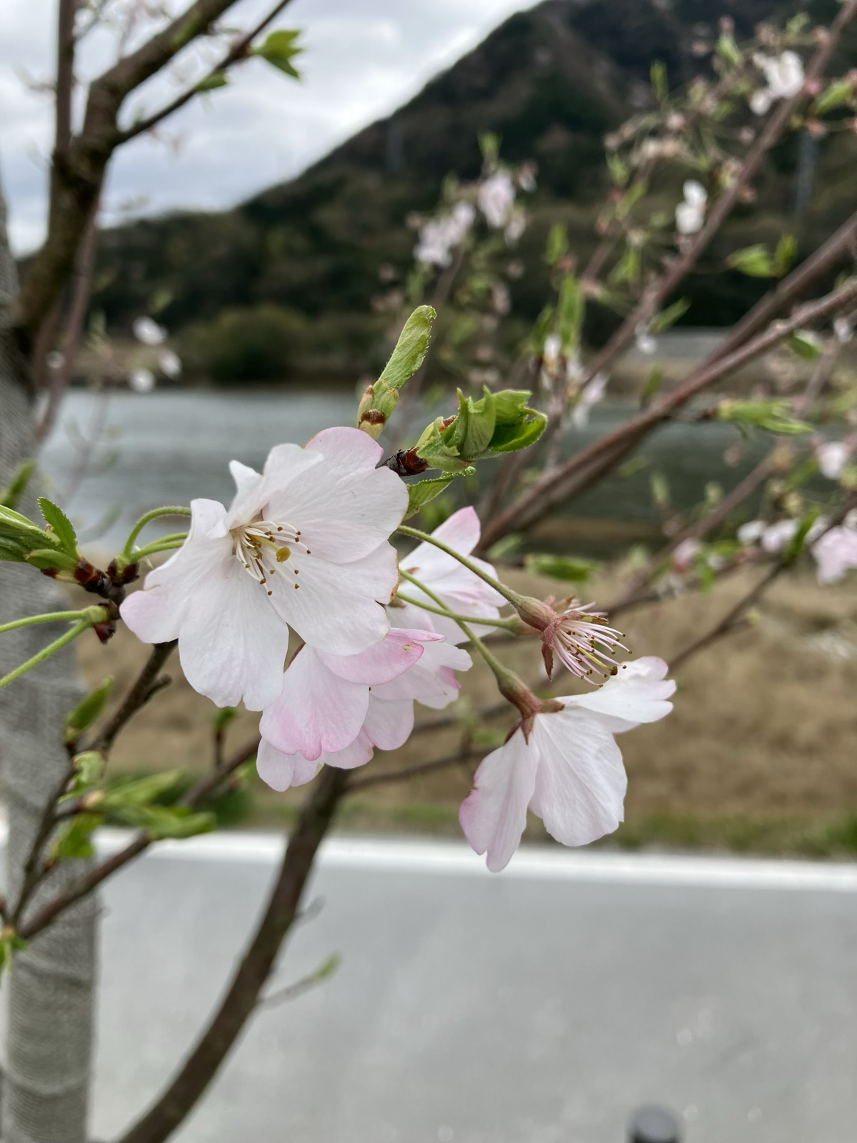 今年の桜