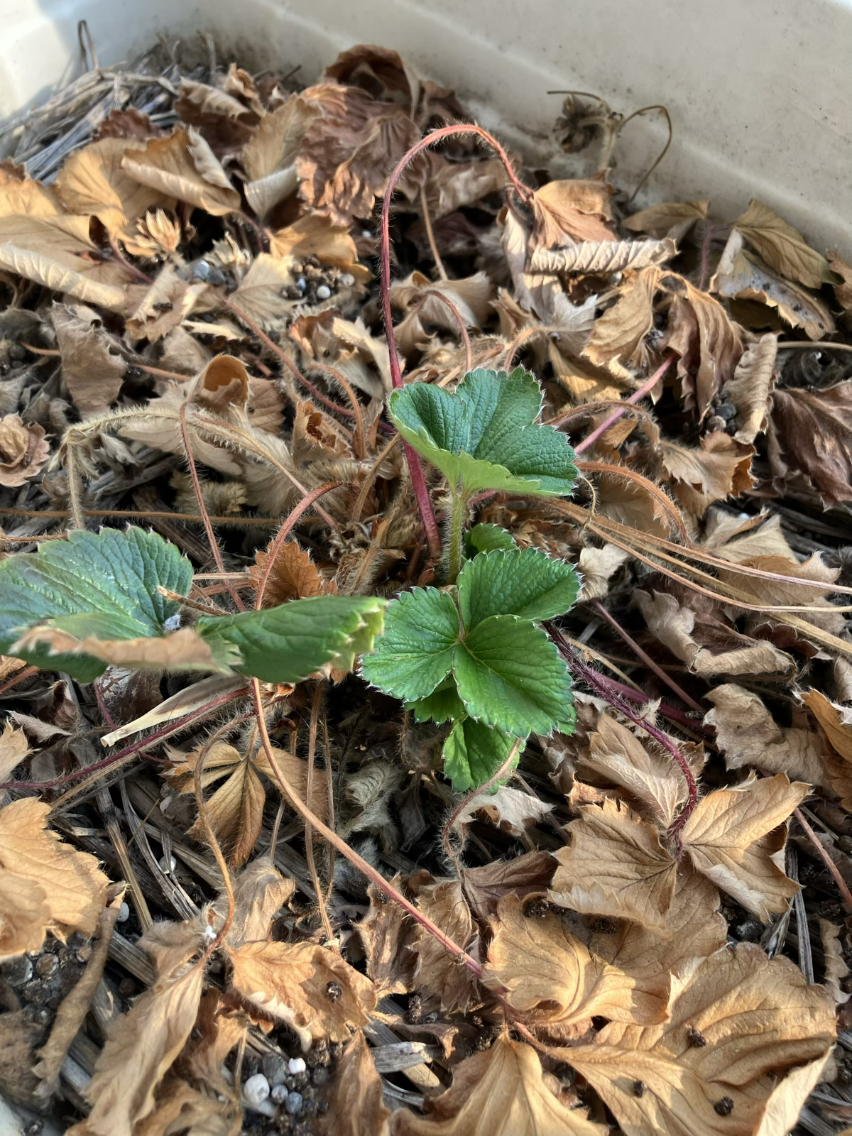 春を迎えたイチゴ