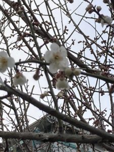 冬空に梅の花